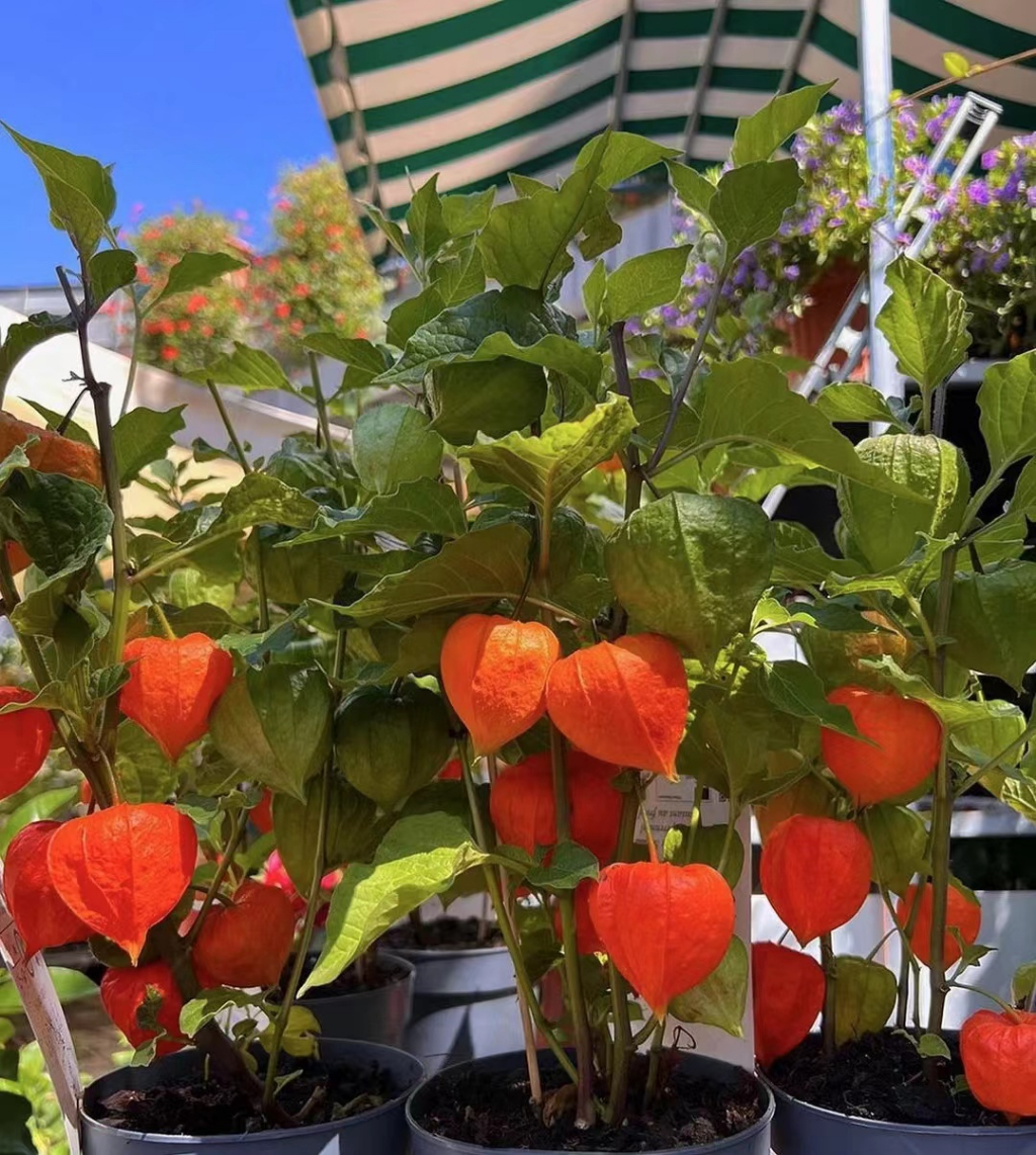 🌻🔥【蘑菇娘果种子】虾皮热销市场💥红/黄/紫多色蘑菇娘多花多果的蘑菇娘果灯笼果大地/小院/盆栽| 虾皮购物