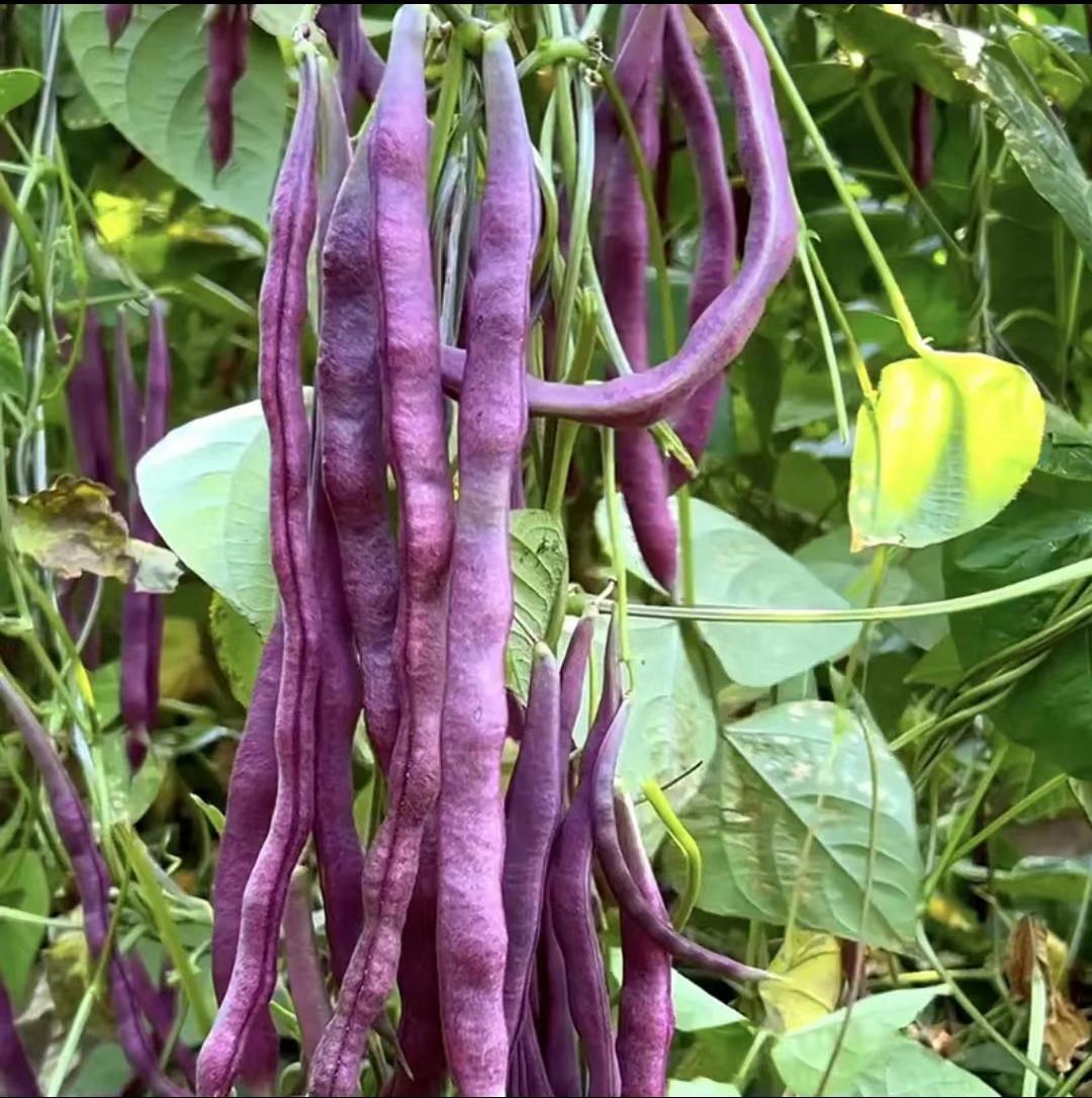 Purple Kidney Beans Seeds, Purple Climbing Beans Seeds