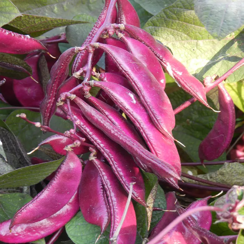 Hyacinth Beans Seeds
