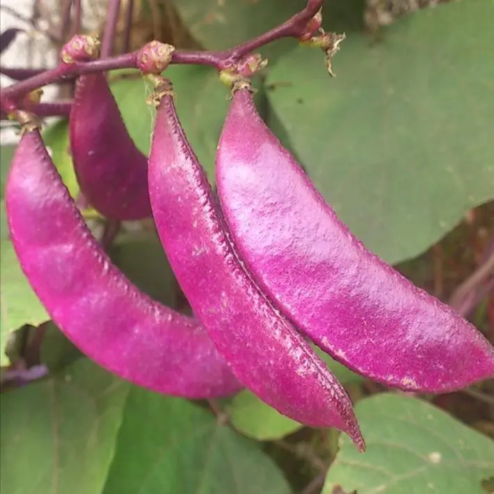 Hyacinth Beans Seeds