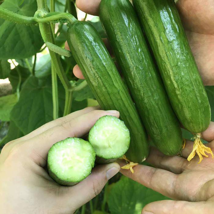 Thorn-less Mini Cucumber Seeds