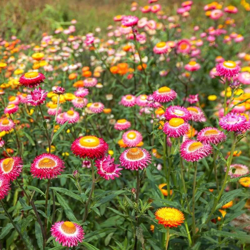 Tall Strawflowers Mixed Seeds | Meadow Flowers Australia