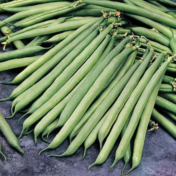 Mixed Tricolor French Beans  Seeds 