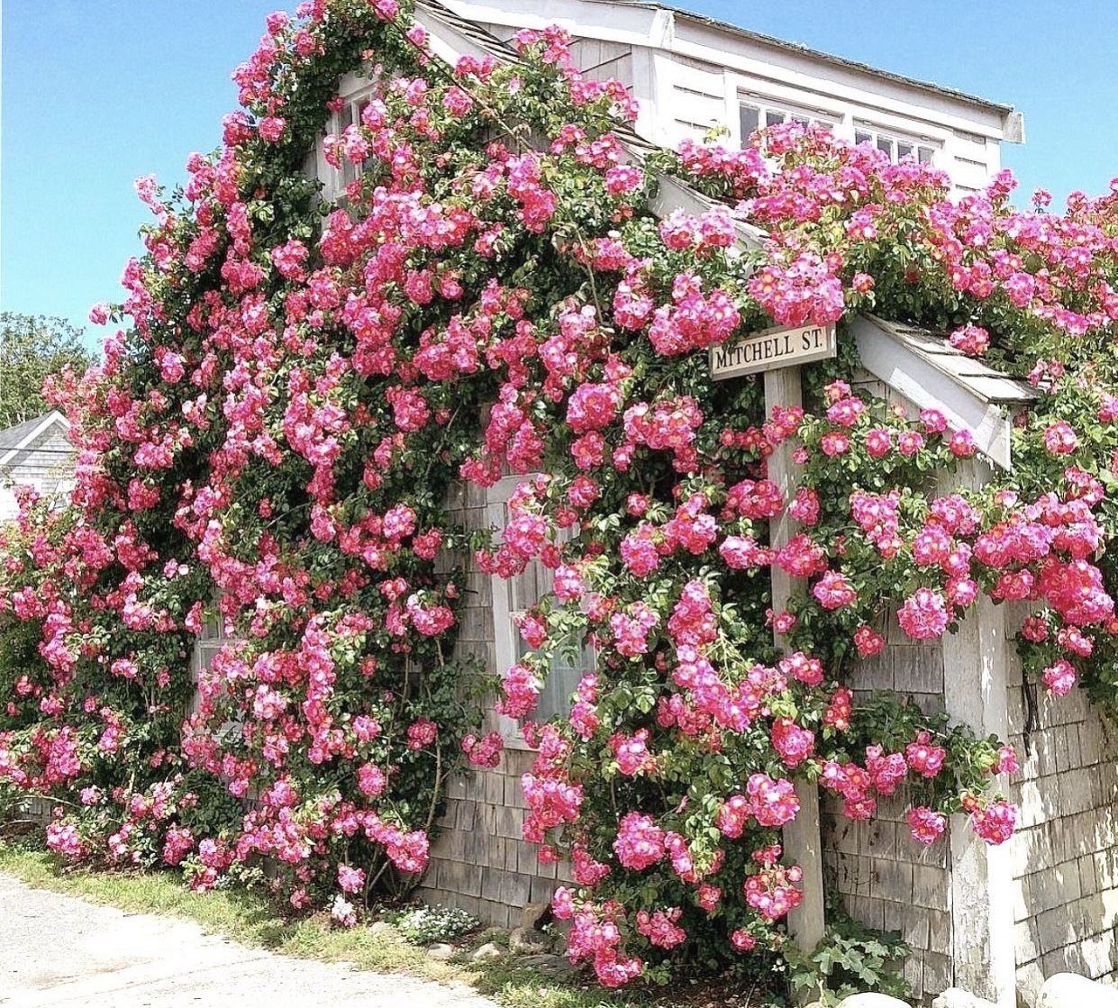 multicolor-climbing-rose