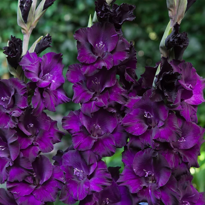 Gladiolus Mix Flower Bulbs