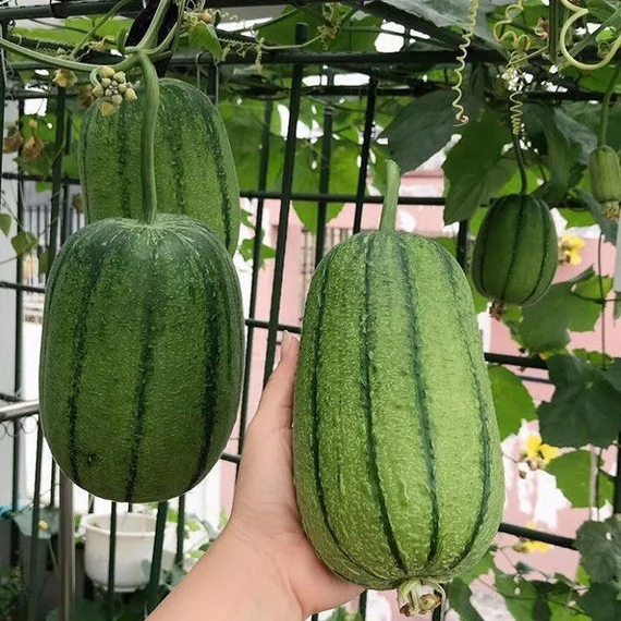 Apple Loofah Seeds