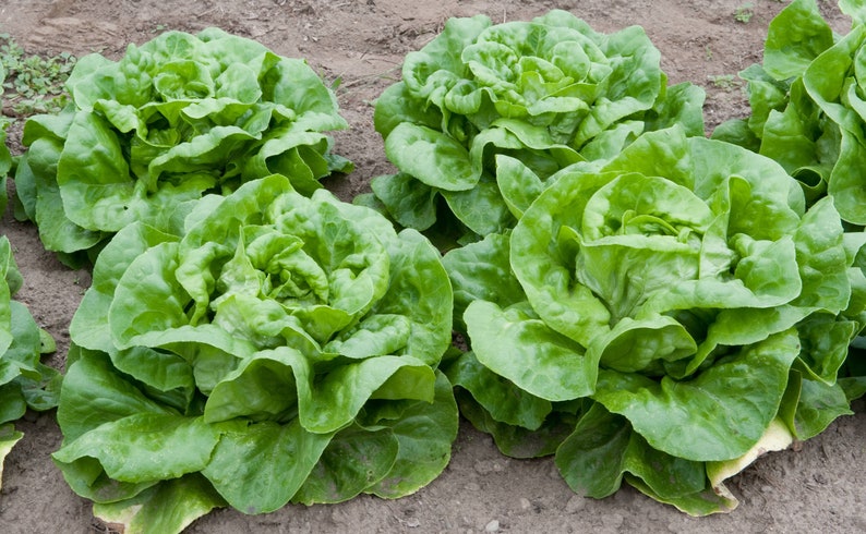 1,500 Buttercrunch Lettuce Seeds Bulk Seed Heirloom Non-GMO Lettuce Seeds image 1