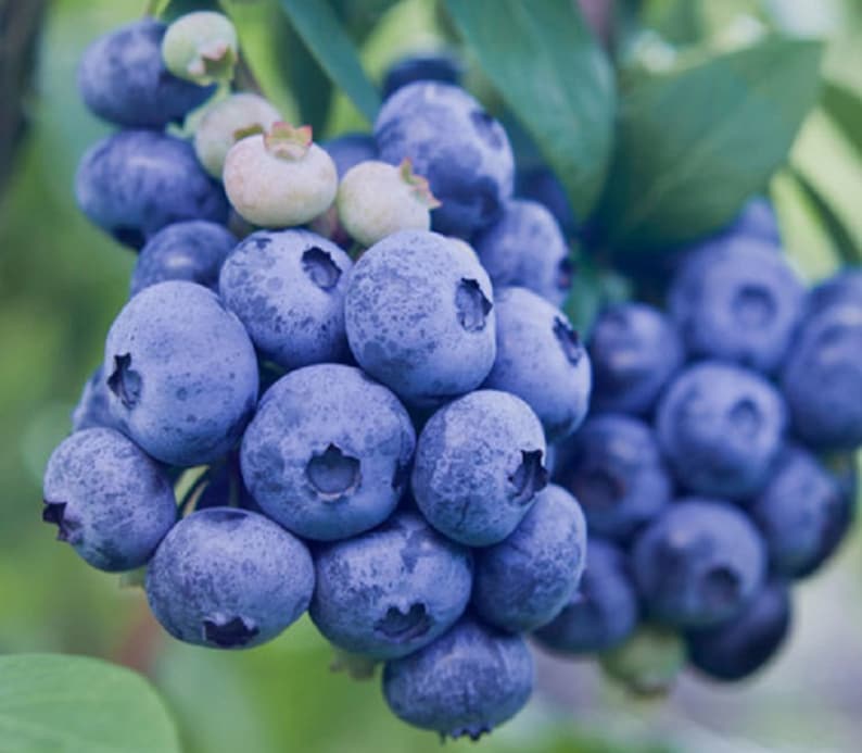 Blueray Blueberry, Live Potted Blueberry Plant 1'3' Tall With Very Large, Sweet Berries. image 2