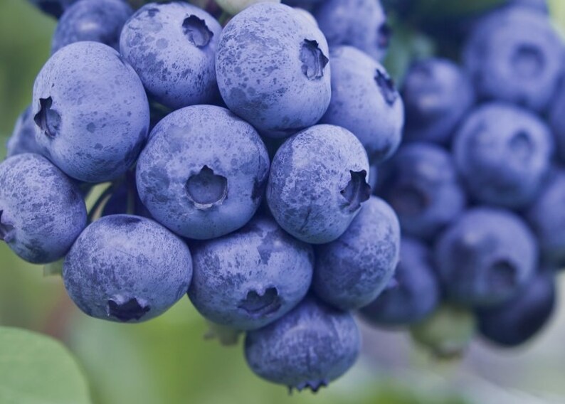 Blueray Blueberry, Live Potted Blueberry Plant 1'3' Tall With Very Large, Sweet Berries. image 3