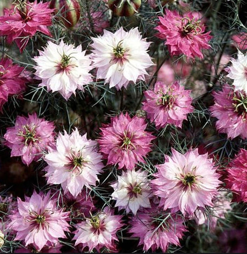 NIGELLA Love In A Mist Pink/Rose 30/pkt image 1