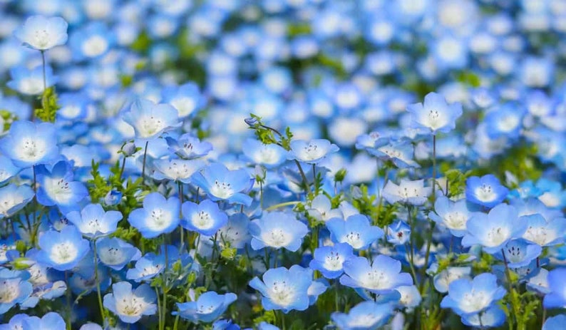 Baby Blue Eyes Seeds Nemophila Menziesii Sky Blue Drought image 2
