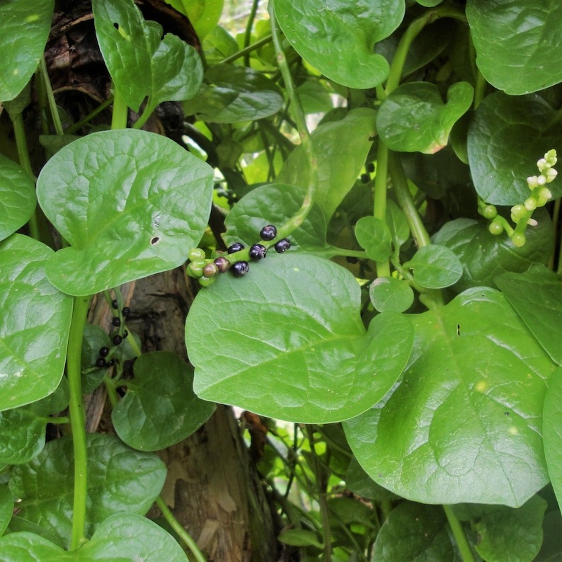 How to Grow Malabar Spinach Seeds
