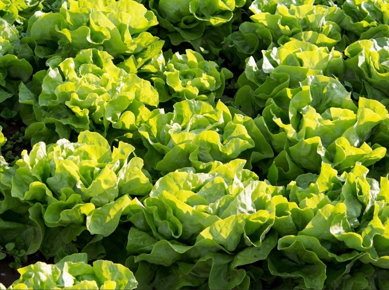 Buttercrunch Butterhead Lettuce Seeds | Heirloom | Organic