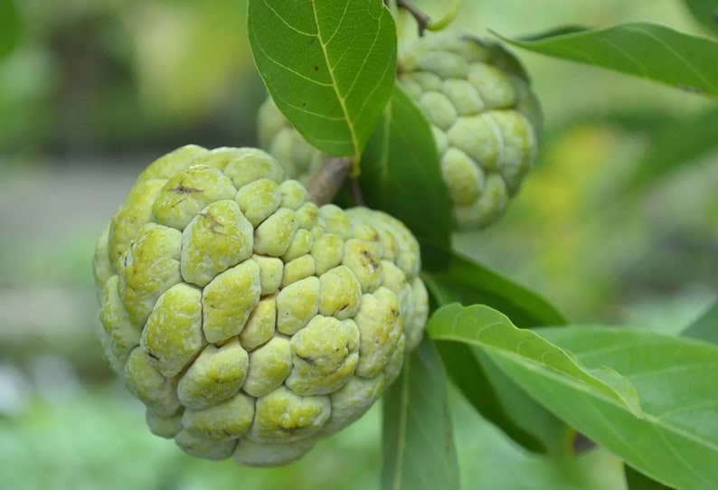 Sugar Apple Seeds