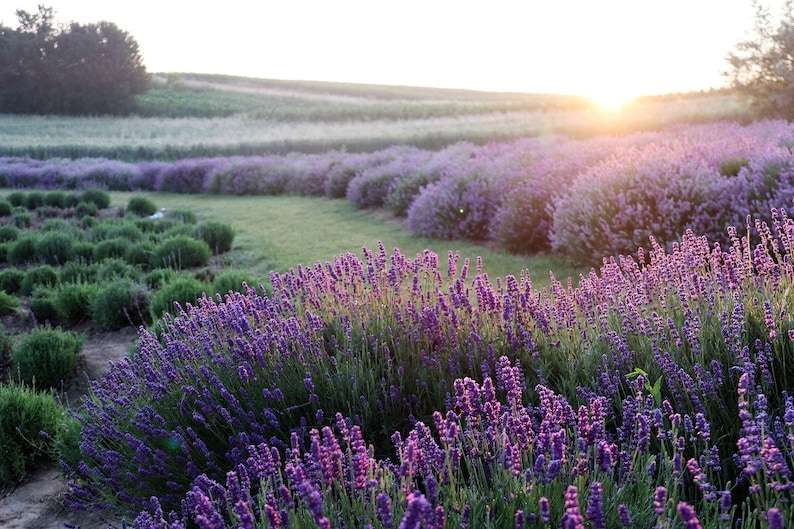 Lavender, Lavandula vera, Fragrant, Perennial Flower, Purple Flowers, Bouquet Cut Flowers, 20 Seeds image 2