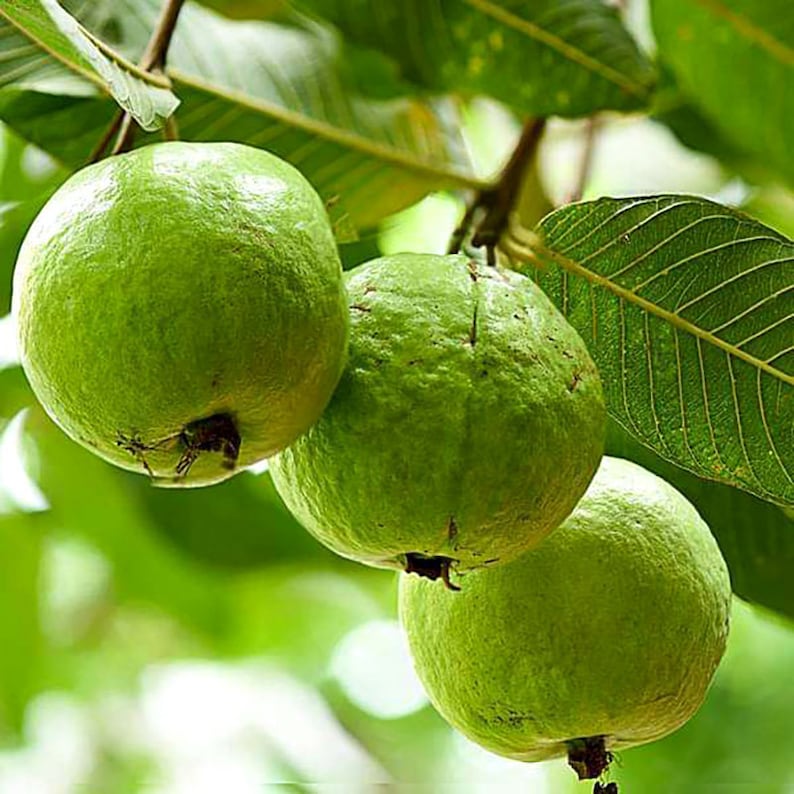 Lush Guava Seeds Amrud Allahabadi Variety, Choose 30/120/600 Pack, Perfect for Tropical Home Gardens image 3