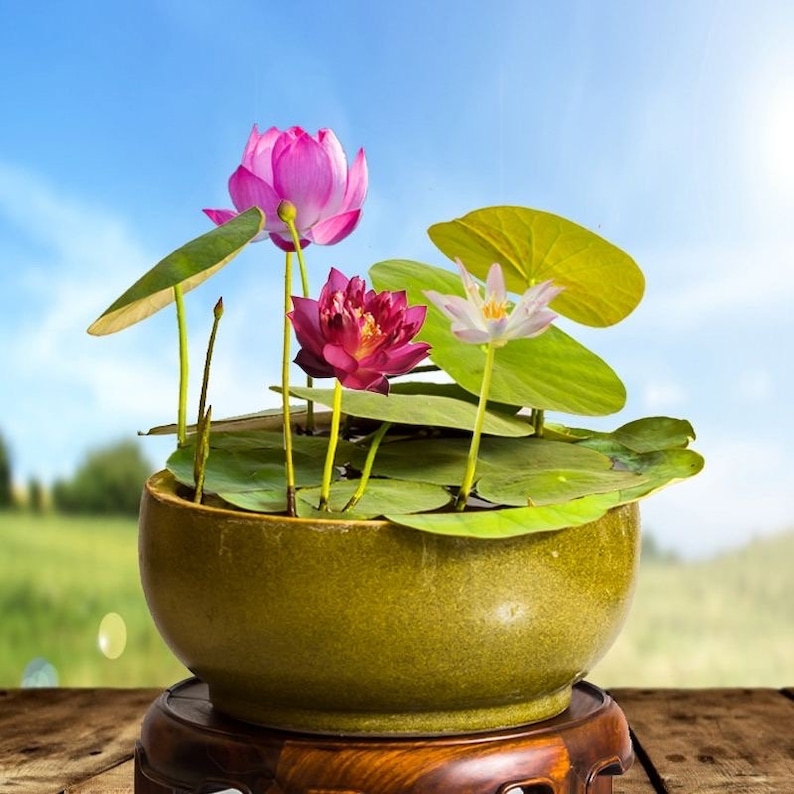 20 件莲花盆景/碗睡莲花种子混合颜色图像 1