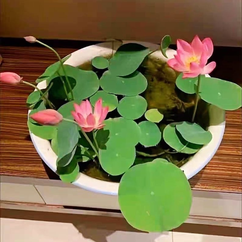 20 件莲花盆景/碗睡莲花种子混合颜色图像 4