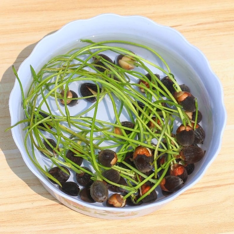 20 件莲花盆景/碗睡莲花种子混合颜色图像 6