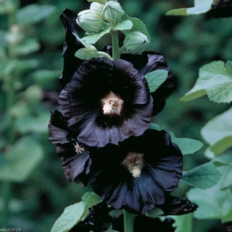 🖤🌸Black Hollyhock Flower Seeds