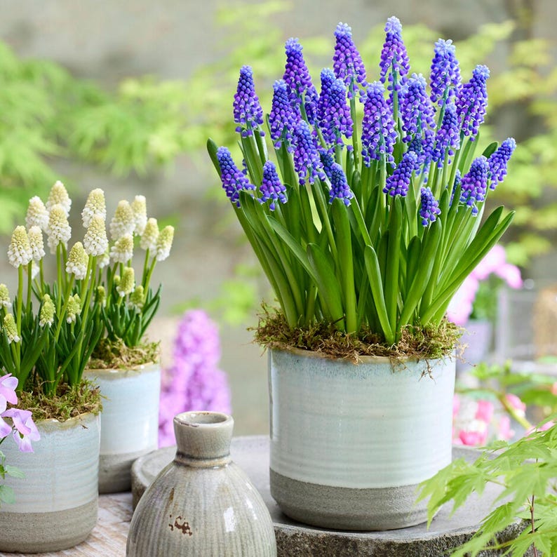 Garden State Bulb Muscari Grape Hyacinth Flower Bulbs