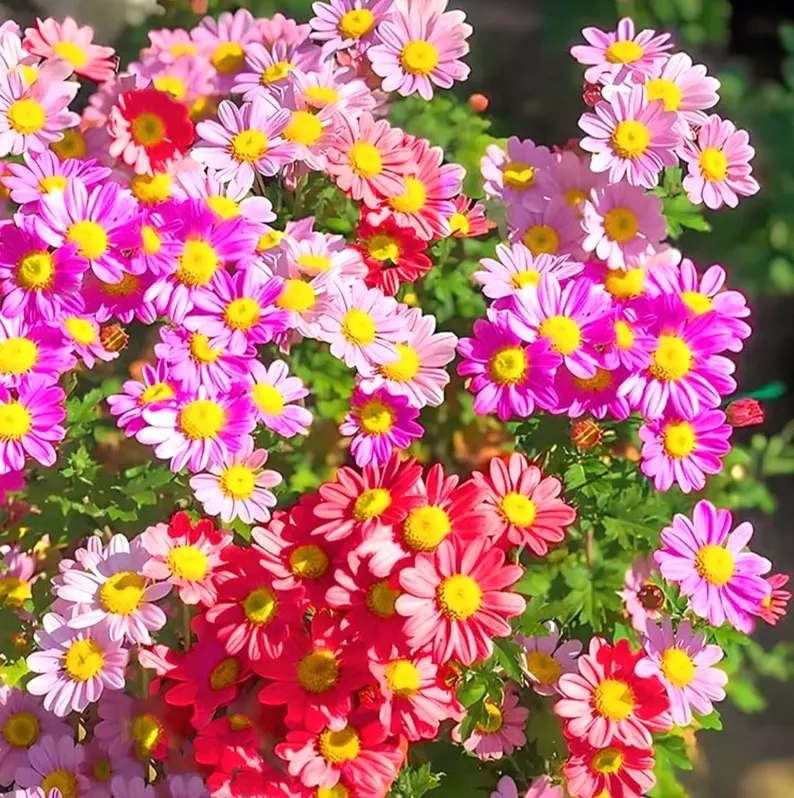 Natural Pest Killer: Mixed Color Pyrethrum Daisy Seeds