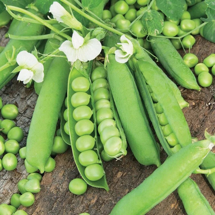 Sweet Daddy Pea Organic Seeds - Heirloom, Open Pollinated, Non GMO