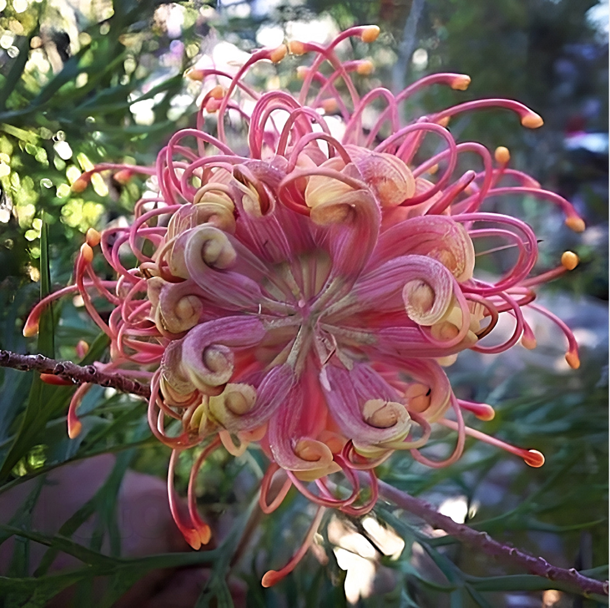 Pink Spider Flower - Grevillea sp. - Rare 'Plant' Seeds