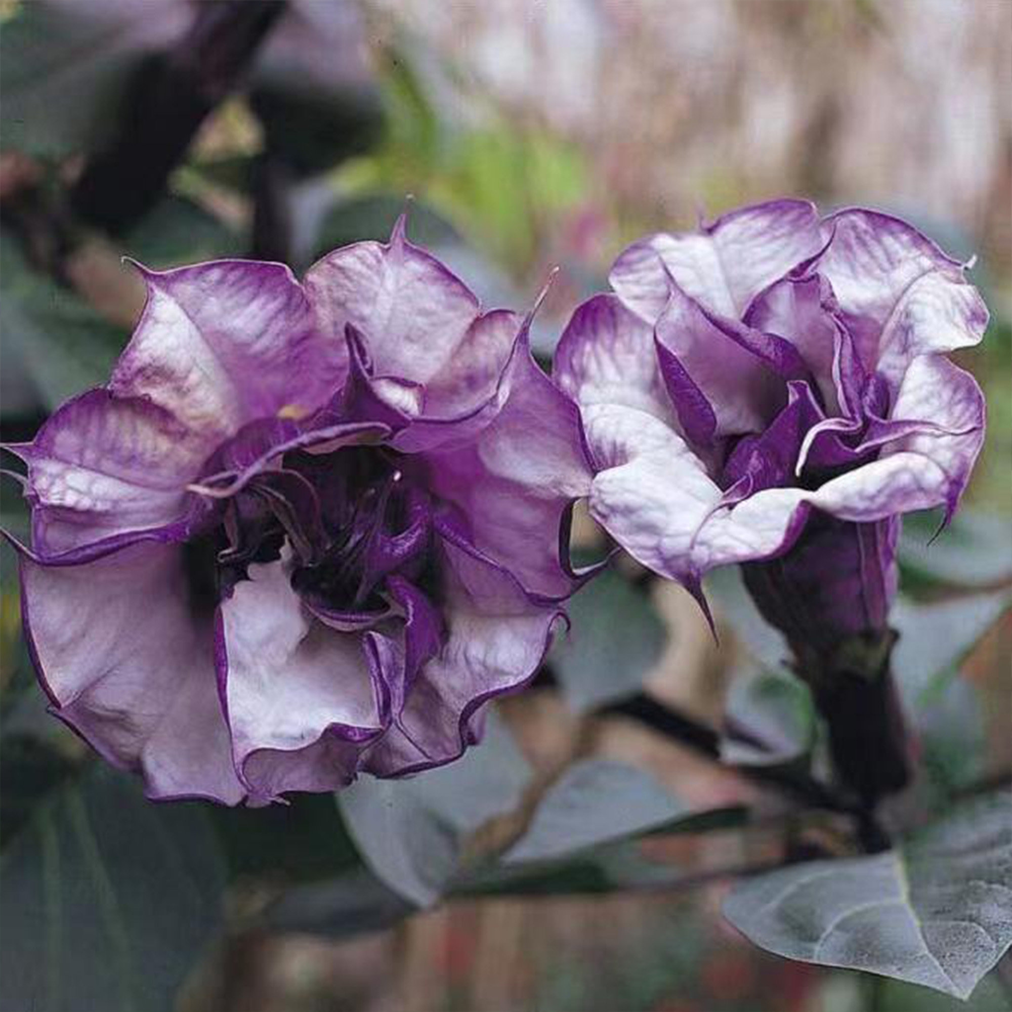 Mandevilla Purple, Mandevilla Seeds, Triple Angel Devil Trumpet Flower Seeds, Moonflower