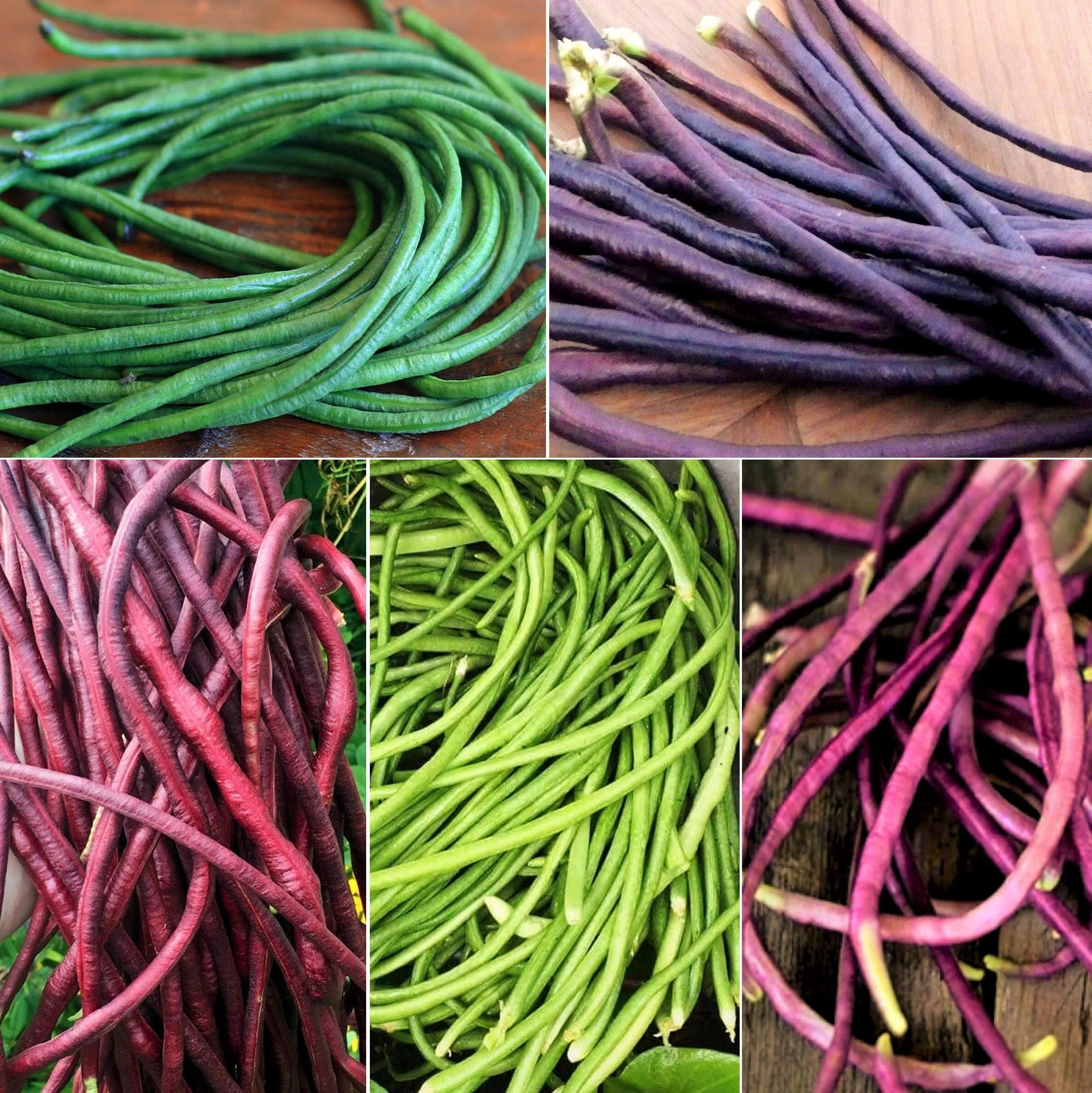 Mix of 5 Colors Long Beans Seeds