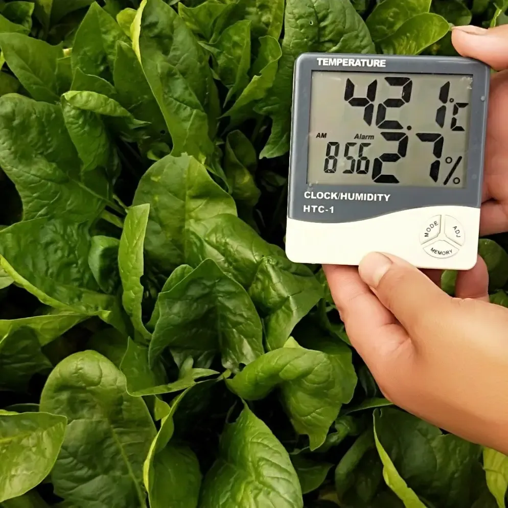 Heat-Tolerant Giant Spinach Seeds