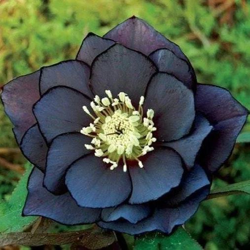 Black Helleborus - Christmas Rose