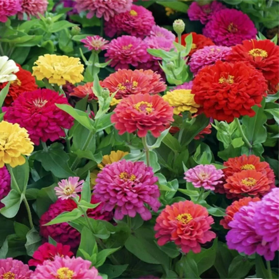 Mixed Color Zinnias Flower Seeds-Your Garden's Colorful Oasis