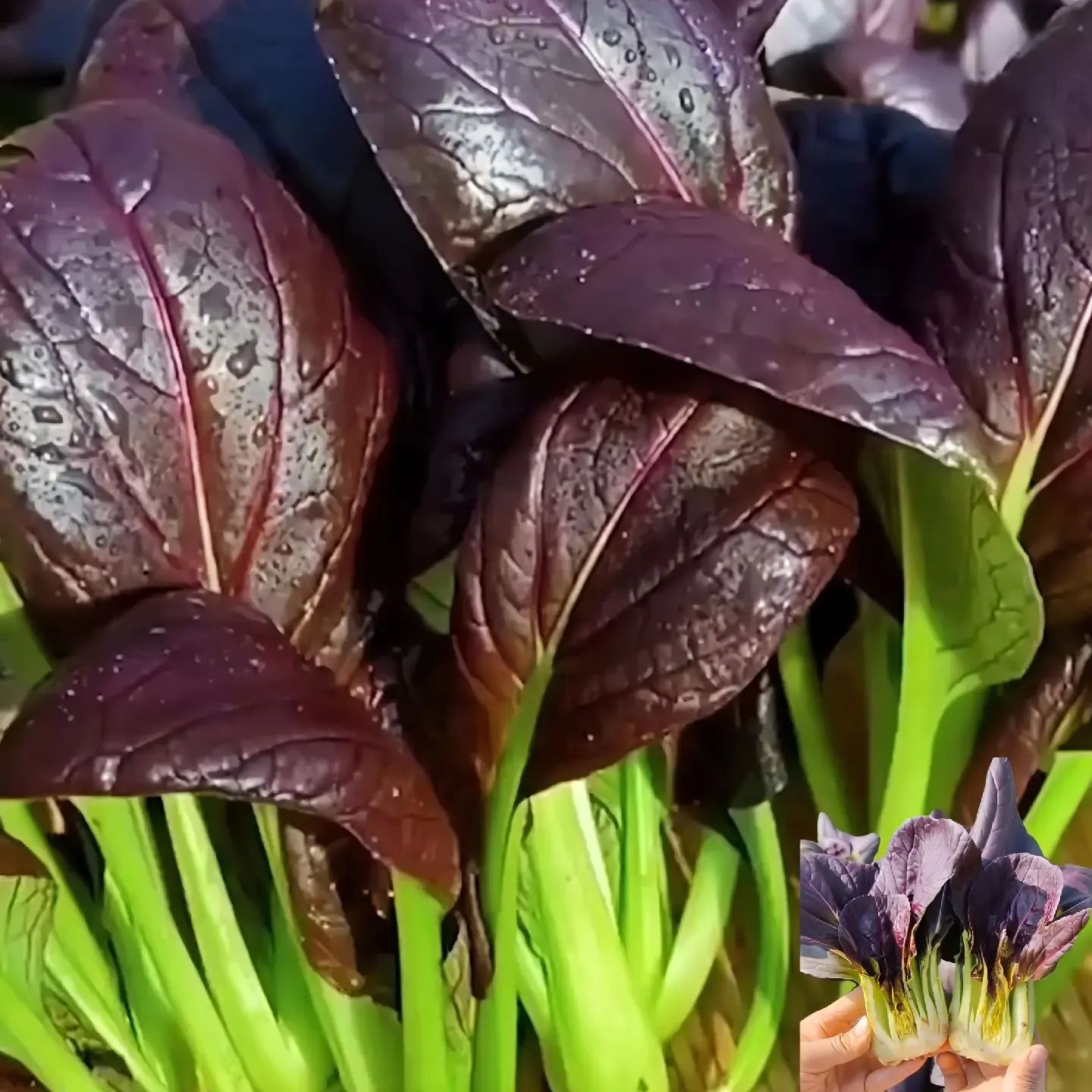 Purple Rapeseed Vegetable Seeds
