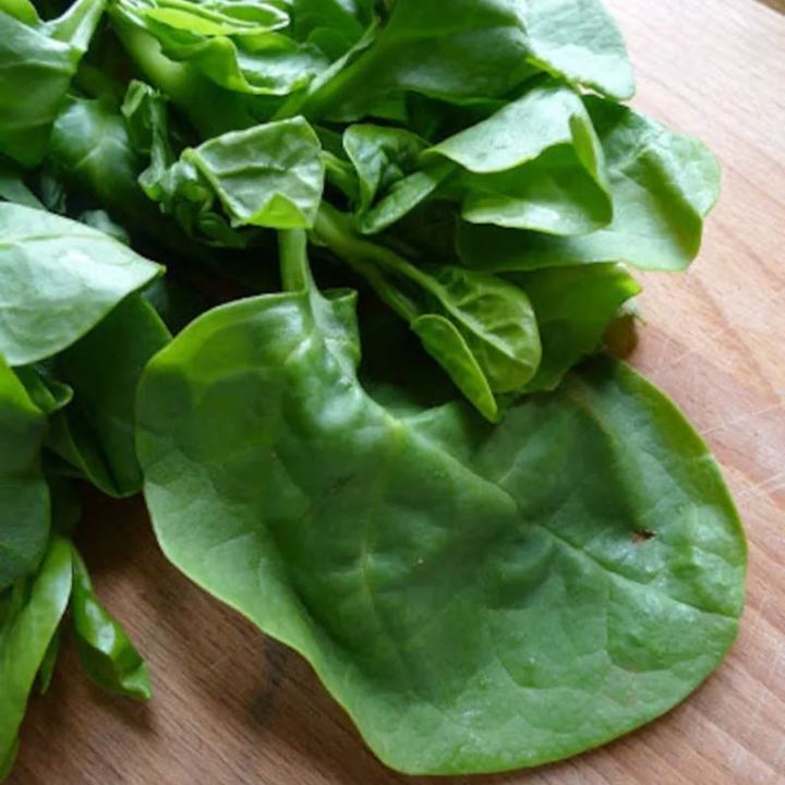 Giant Malabar Spinach