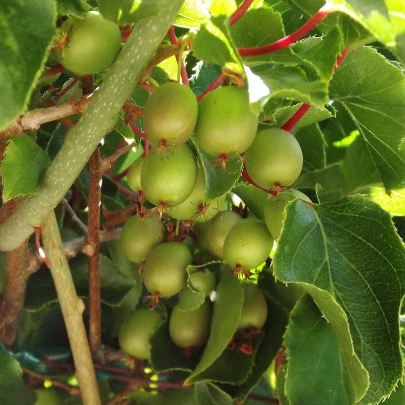 Mini Kiwi Berry Seeds Miniature Kiwi Berry Hardy Actinidia Arguta Fruit Seeds