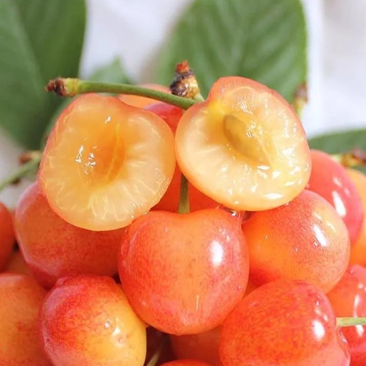 Yellow Sweet Cherry Fruit Seeds(🪴Buy 4 Get 1 Free🌿Can be planted in winter)