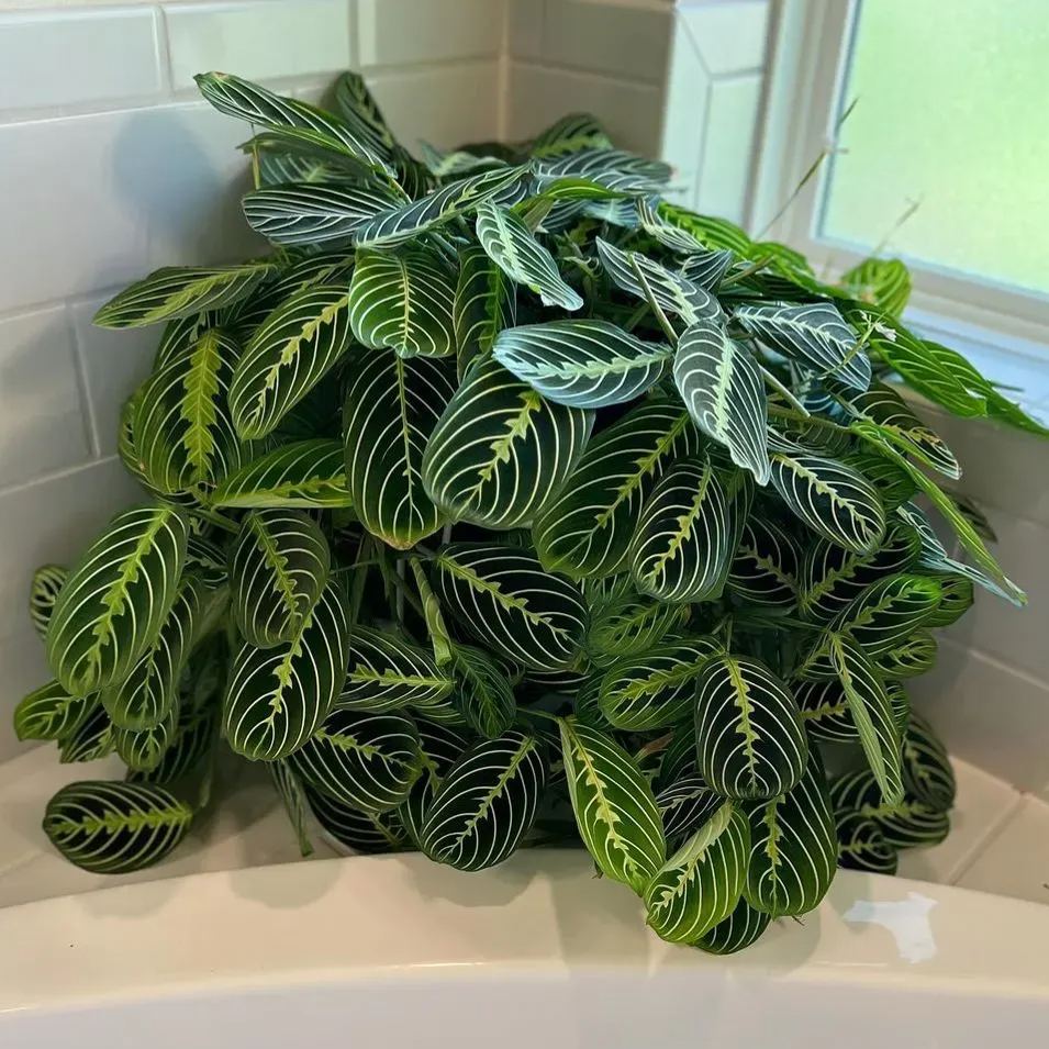 Bartolomeo Maranta Seeds，Prayer Plant Seeds
