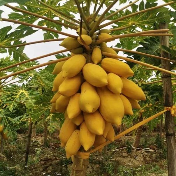Golden Cream Papaya Seeds