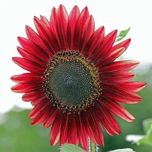 Red Sunflower Seeds