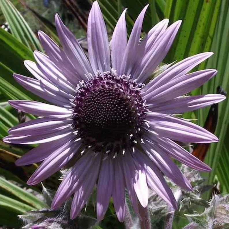 Purple Sunflower Seeds
