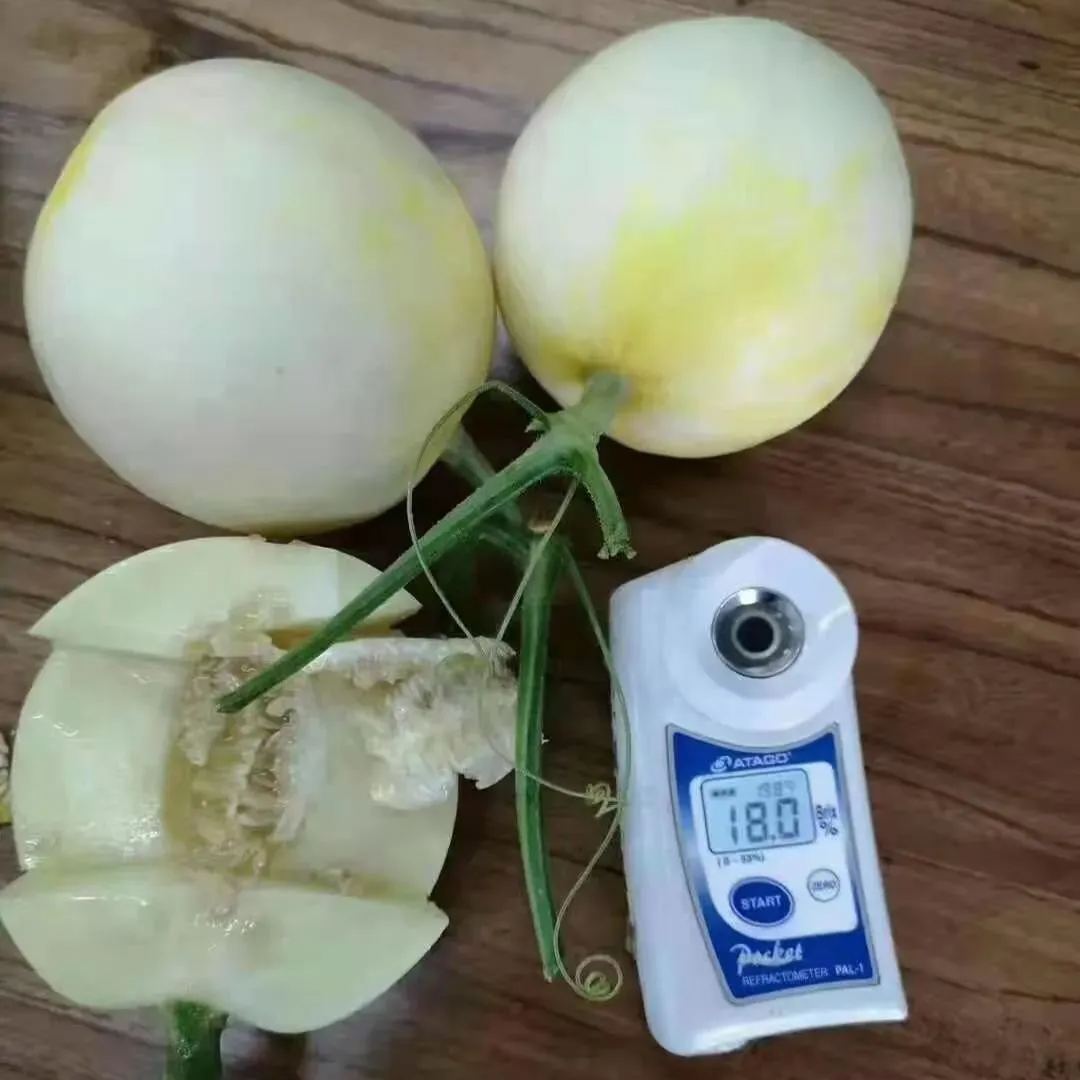 White Honeydew Melons Seeds