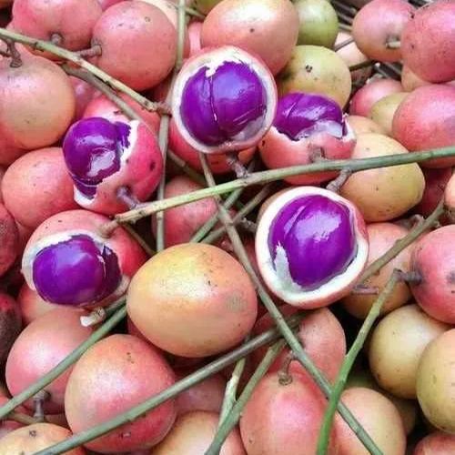 Burmese grape Seeds