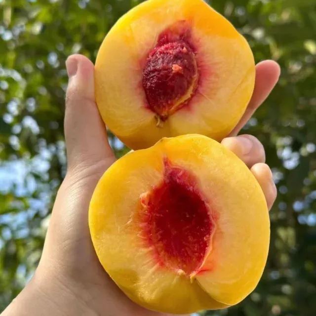Red Heart Yellow Peach Seeds