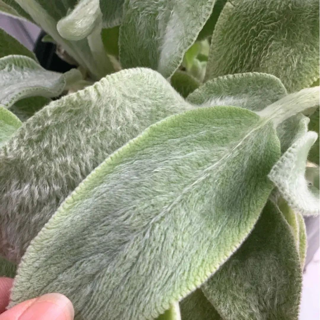 Lamb's Ear Seeds-chloriseeds