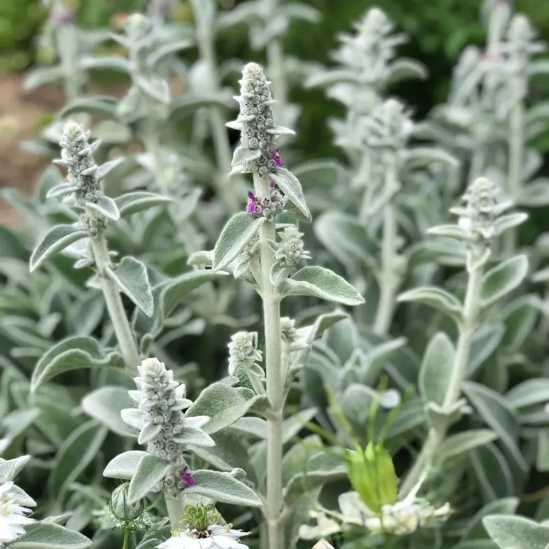 Lamb's Ear Seeds-chloriseeds