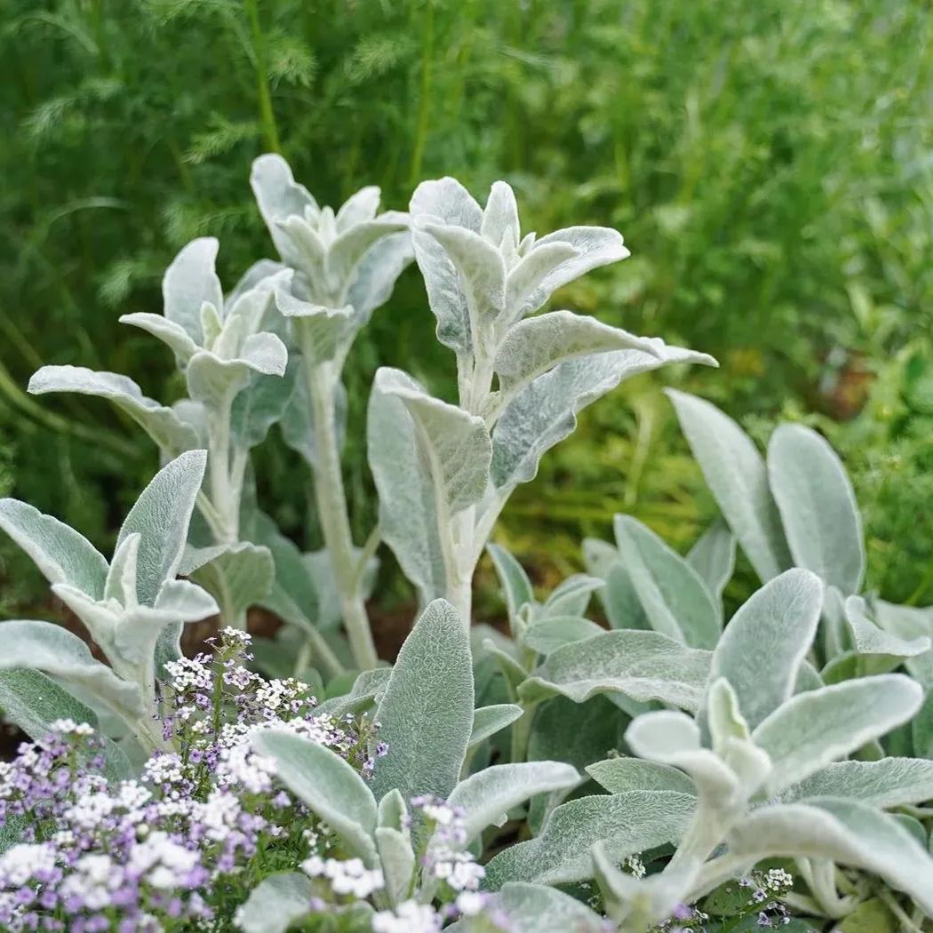 Lamb's Ear Seeds-chloriseeds