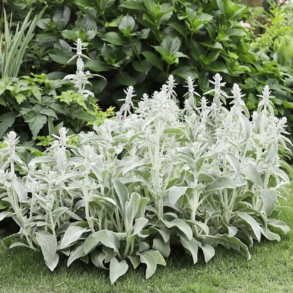 Lamb's Ear Seeds-chloriseeds