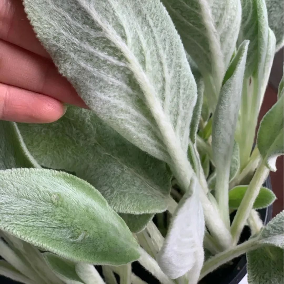 Lamb's Ear Seeds-chloriseeds