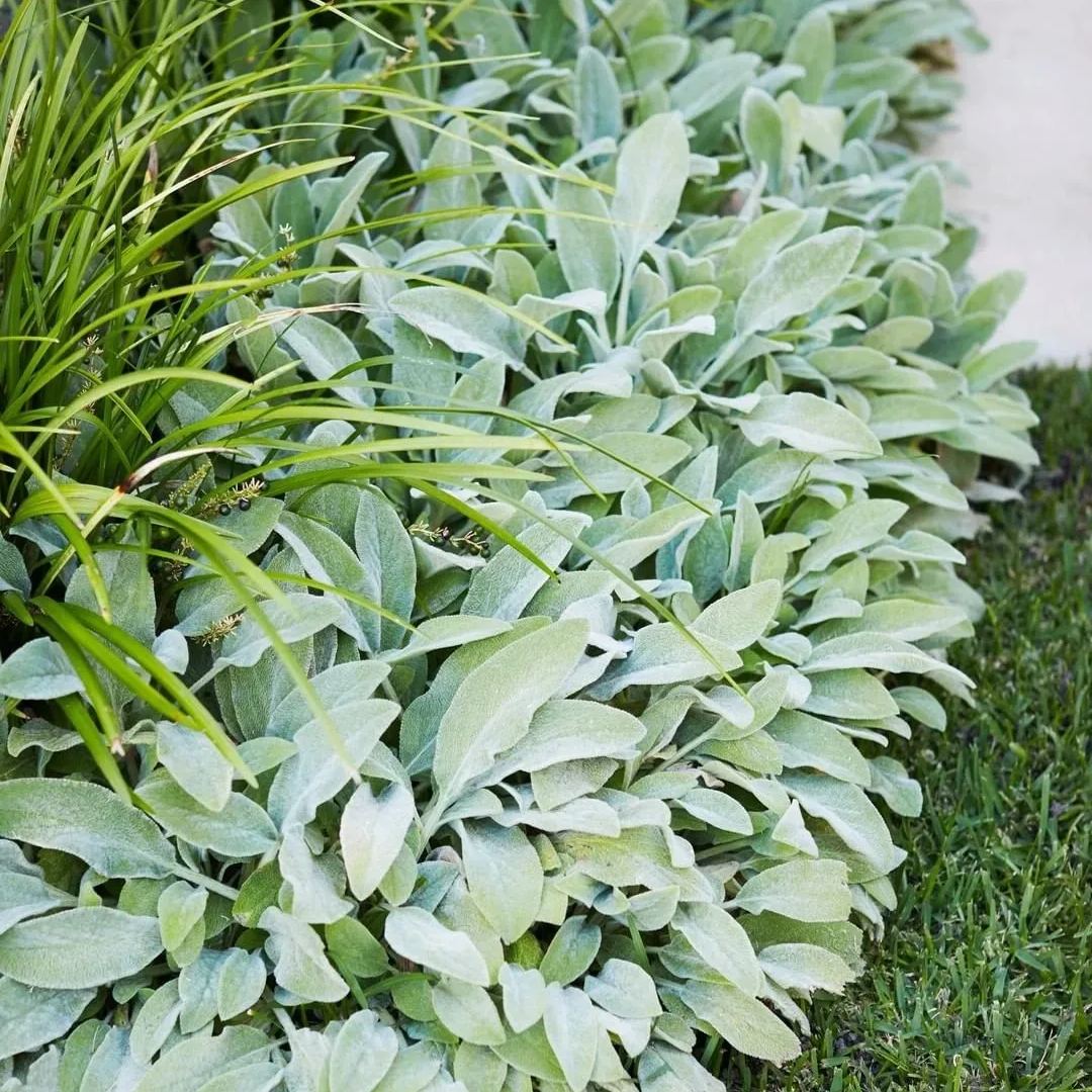 Lamb's Ear Seeds-chloriseeds